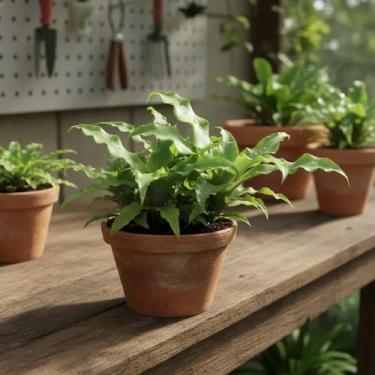 Imagem de Cryptanthus Acaulis 'Jade' - Bromélia Terrestre com Folhas Verdes - Or