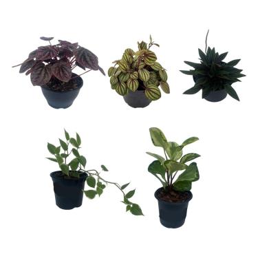 Imagem de Kit 5 Mudas Peperômias Variadas Mistas Planta Natural Rara