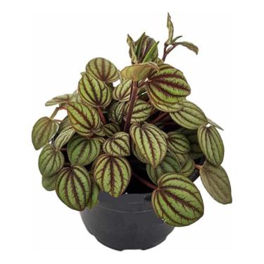 Imagem de Muda Peperomia Albovittata Planta Natural Folhagem Verde Com Listras Marrons Decoração Casa Apartamento