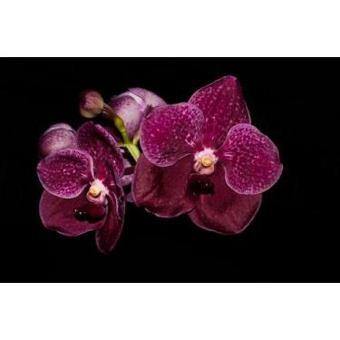 Imagem de Orquídea Vanda pimsai x tarab waxy - Cooperorchids