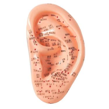 Imagem de Modelo de Acupuntura da Orelha de 13cm