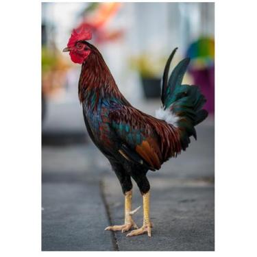 Imagem de 4 Quebra-Cabeça Cognitivo Reabilitação Idosos Fazenda 24 pc - Coleção 