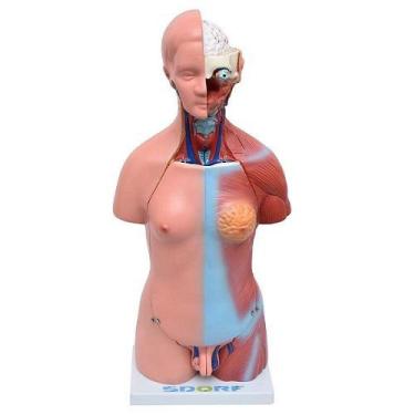 Imagem de Torso Humano Bissexual C/abertura Nas Costas De 45 Cm