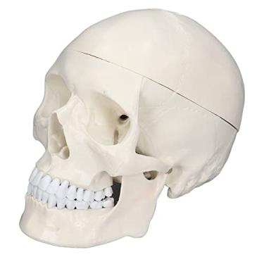 Imagem de Osso de Crânio Removível, Suturas Claras Modelo de Crânio 1:1 para Curso de Aprendizagem de Anatomia