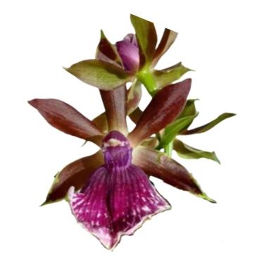 Imagem de Linda Orquídea Perfumada Zygopetalum Exótica Planta Adulta