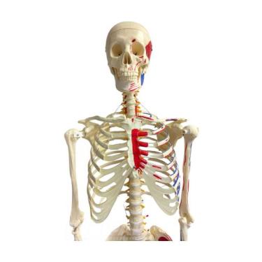 Imagem de Esqueleto Humano 1,70 cm com Origens e Inserções Musculares - PRECISIO