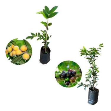 Imagem de Kit 2 Mudas - 1 Cabeludinha + 1 Jabuticaba Hibrida - AMK - Jardinagem 