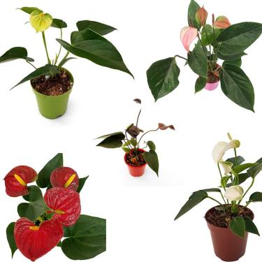 Imagem de Kit 5 Mini Anturio Rosa+vermelho+vanila+alba+negro