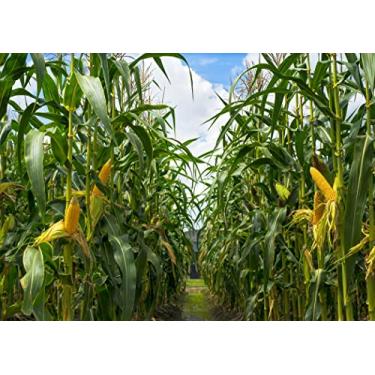 Imagem de BELECO Pano de fundo de campo de milho verde de 3 x 2,4 m tecido rural campos de milho fundo de fotografia de milho culturas de terras agrícolas outono tema colheita decoração de festa pano de fundo coutryside fazenda agricultura cenário adereços para fotos