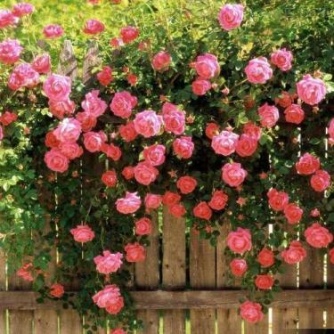 Imagem de Muda de Mini Rosa Pink Trepadeira enxertadas - no-brand