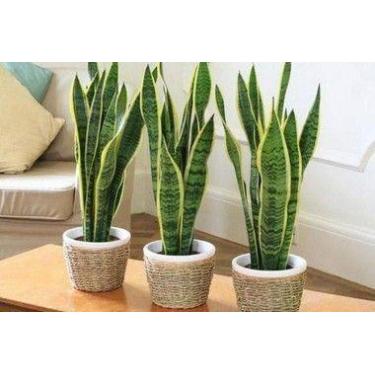 Imagem de Muda Espada de São Jorge Variegata (Sansevieria Trifasciata) - Dancruz