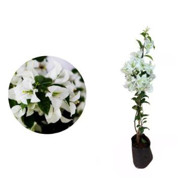 Imagem de Muda de Primavera Branca 20 a 40cm AMK - Plantas Online - Genérico