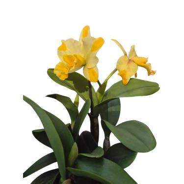 Imagem de Orquídea Cattleya Nell Hammer - Amarela Adulta em Floração – Planta Viva Pronta para Decorar