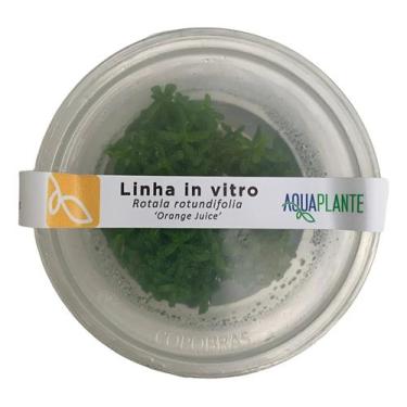 Imagem de Planta Rotala Rotundifolia Orange Juice In Vitro Aquaplante