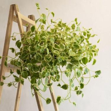 Imagem de Planta Peperômia Scandens Pendente - Inspira Flora