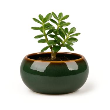 Imagem de Bacia 21 Verde Caramelo Cerâmica Esmaltada Burguina Plantas – Sofisticação, Qualidade e Decoração