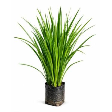 Imagem de Mudas De Moreia Flor Branca 40cm 35 Unidades - AZUL VERDE GARDEN