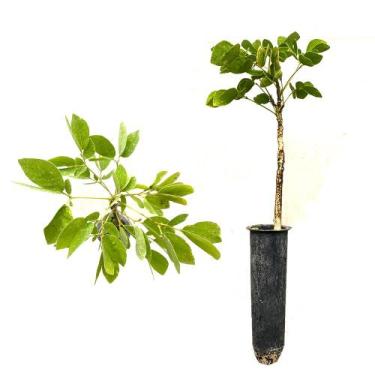 Imagem de Muda de Aboleiro 20 a 40cm AMK - Plantas Online - AMK Jardinagem e Pai