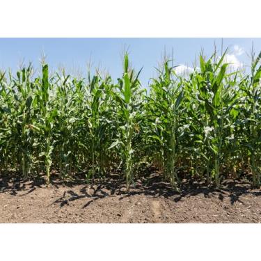 Imagem de Fmarui 1,5 x 0,9 m Pano de fundo de milho verde caules de milho paisagem de fazenda, tema de colheita de milho, tema de colheita, decoração de festa, adereços de estúdio de retrato para adultos e