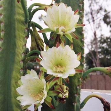 Imagem de Cereus jamacaru - Sementes - Genérico