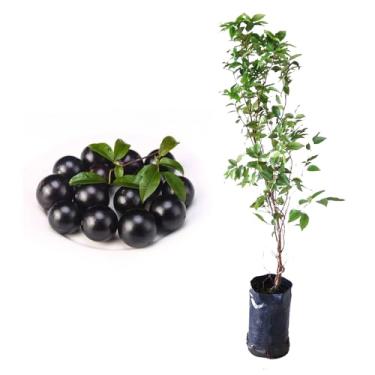 Imagem de Muda de Jabuticaba Sabará (Myrciaria jaboticaba) 20 a 40cm AMK | Frutífera Tropical, Doce e Produtiva