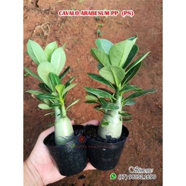 Imagem de Futuros Cavalos arabesum para Enxerto - Rosa do Deserto P8 - no-brand,