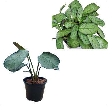 Imagem de Maranta Cinza Calathea Amagris Burle Marxi Planta Muda Rara Folhagem Natural Vaso 15 Decoração Casa Quarto
