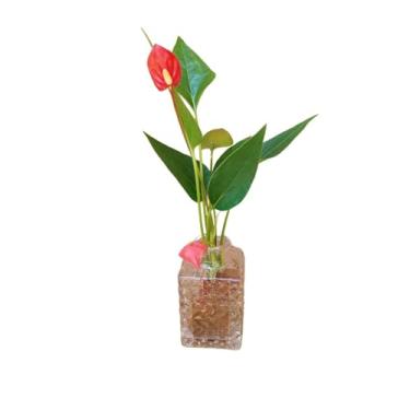 Imagem de Mini Jarro Decorativo Presente Feminino Decorativo + Mini Anturio Planta Natural