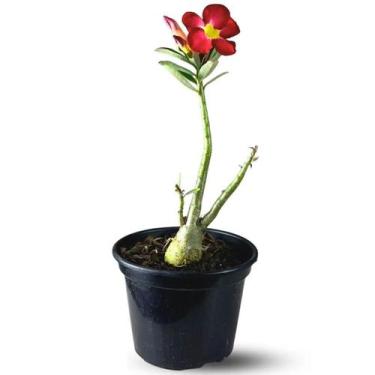Imagem de Muda Planta Rosa do Deserto Cor Sortida Decoração Externa - Velling Ho