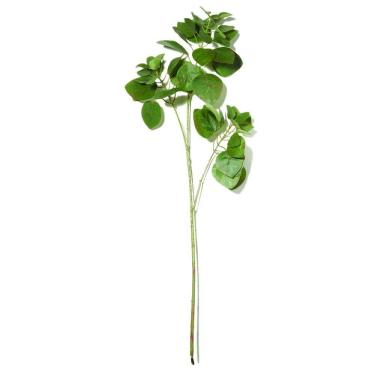 Imagem de Planta Permanente Verde - Mart
