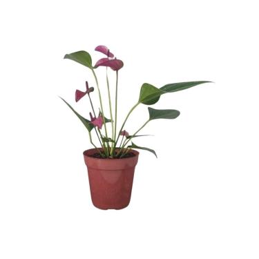 Imagem de Mini Antúrio Roxo Planta Natural Adulta Com Vaso Exótico