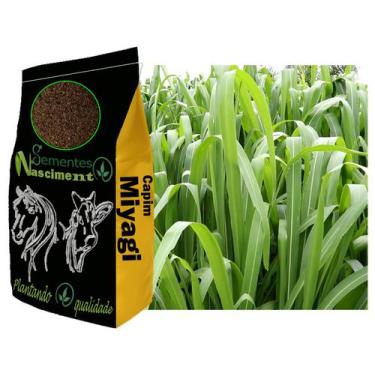 Imagem de 1kg Sementes de capim miyagi excelente para formar pastagem resistente