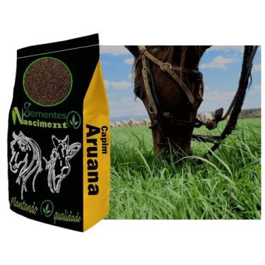 Imagem de 1kg Sementes Capim Aruana excelente pastagem para galinhas /caprinos /