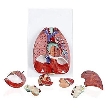 Imagem de P9IDEDFH Modelo de Estudo Modelo Anatômico Sistema Respiratório Modelo Anatômico Humano Anatomia Modelo Garganta Coração Pulmão Modelo