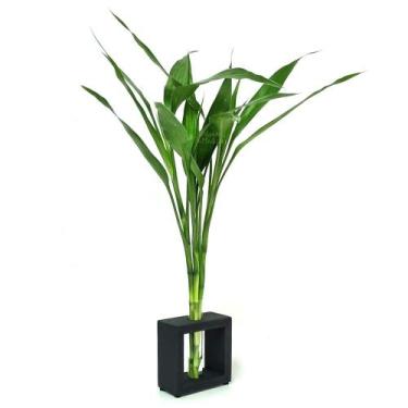 Imagem de Vaso em Vidro e Suporte de Madeira Médio com Bambu da Sorte - Feng Shu