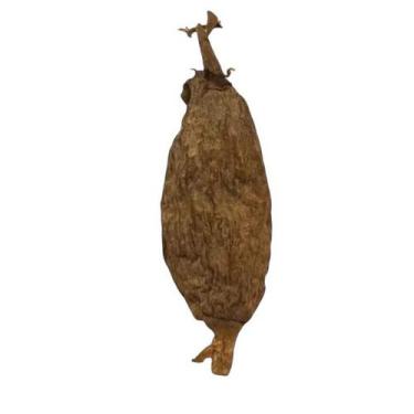 Imagem de Fava de Ataré (Pimenta da Costa)  Força  Proteção  Energia Espiritual 