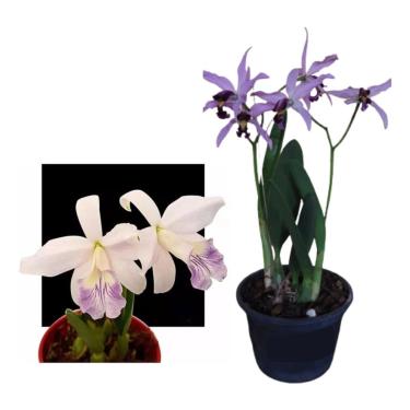 Imagem de Kit Orquidea Cattleya Hoffmannseggella E Sincorana Coerulea