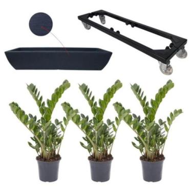 Imagem de Kit 3 Mudas De Zamioculca Com Jardineira 60x20 E Suporte Com Rodas - A