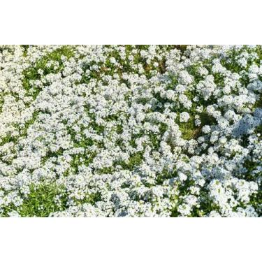 Imagem de 50 Sementes de Gypsofila Elegante Branco - SEEDS