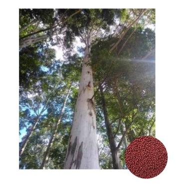 Imagem de Sementes de Eucalipto Dunni p/ Produção de Lenha 1000 pelets