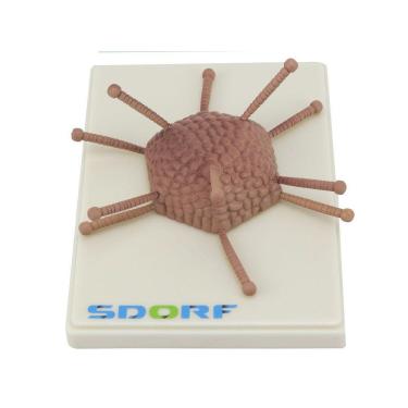 Imagem de Modelo De Adenovírus Infeccioso