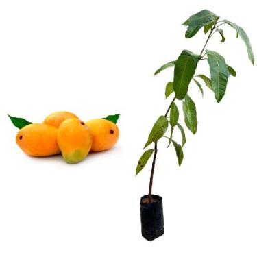 Imagem de Muda de Manga Coquinho 50 a 80cm AMK - Plantas Online - AMK Jardinagem