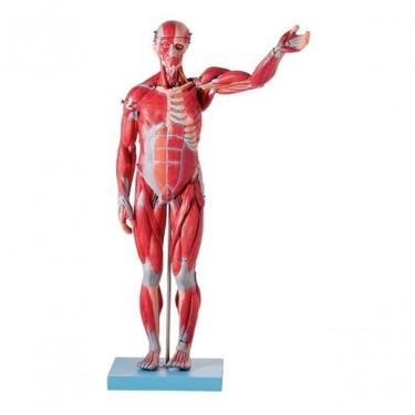 Imagem de Manequim Muscular Assexuado Órgãos 27 Peças Anatomic