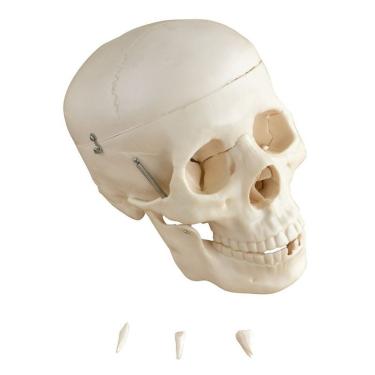 Imagem de Modelo Anatomico Cranio Humano 5 Partes