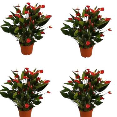 Imagem de Mini Antúrio Vermelho 4 Un Planta Adulta E Natural Exótica - green hou