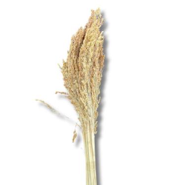 Imagem de Buquê Flor De Vassoura Cores Natural Arranjo Decoração Festa - Flora F