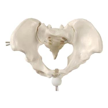 Imagem de Fenteer Ferramenta de ensino de modelo pélvico feminino Modelo de esqueleto de quadril humano para educação científica Parteira em obstetrícia e ginecologia