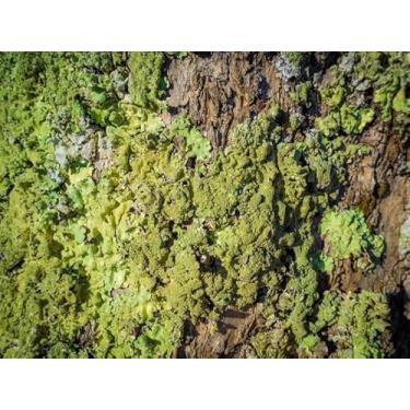 Imagem de Quadro Decorativo com Estampa Closeupshot Tree Bark Covered Moss 30 x 30 Papel 2 unidades