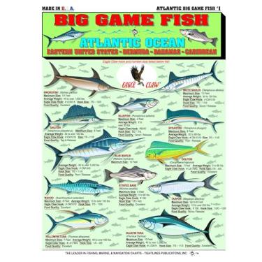 Imagem de Identificação de peixes grandes do Oceano Atlântico nº 1 (Leste dos Estados Unidos, Bermudas, Bahamas, Caribe) - Guia de referência rápida à prova d'água | Portátil e construído para durar | Frente e