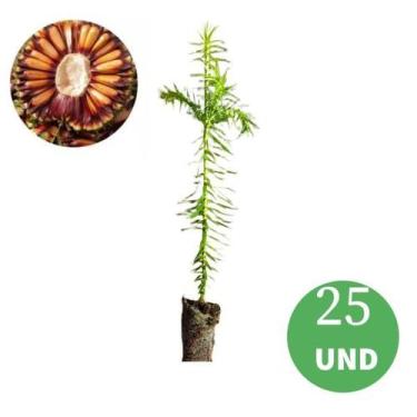 Imagem de Kit 25 Mudas de Araucária (Araucaria angustifolia )PINHÃO - no-brand